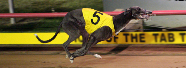 Greyhound Racing Australia online odds, tips, totes, live results. Bet on dogs at Sportsbet.com.au